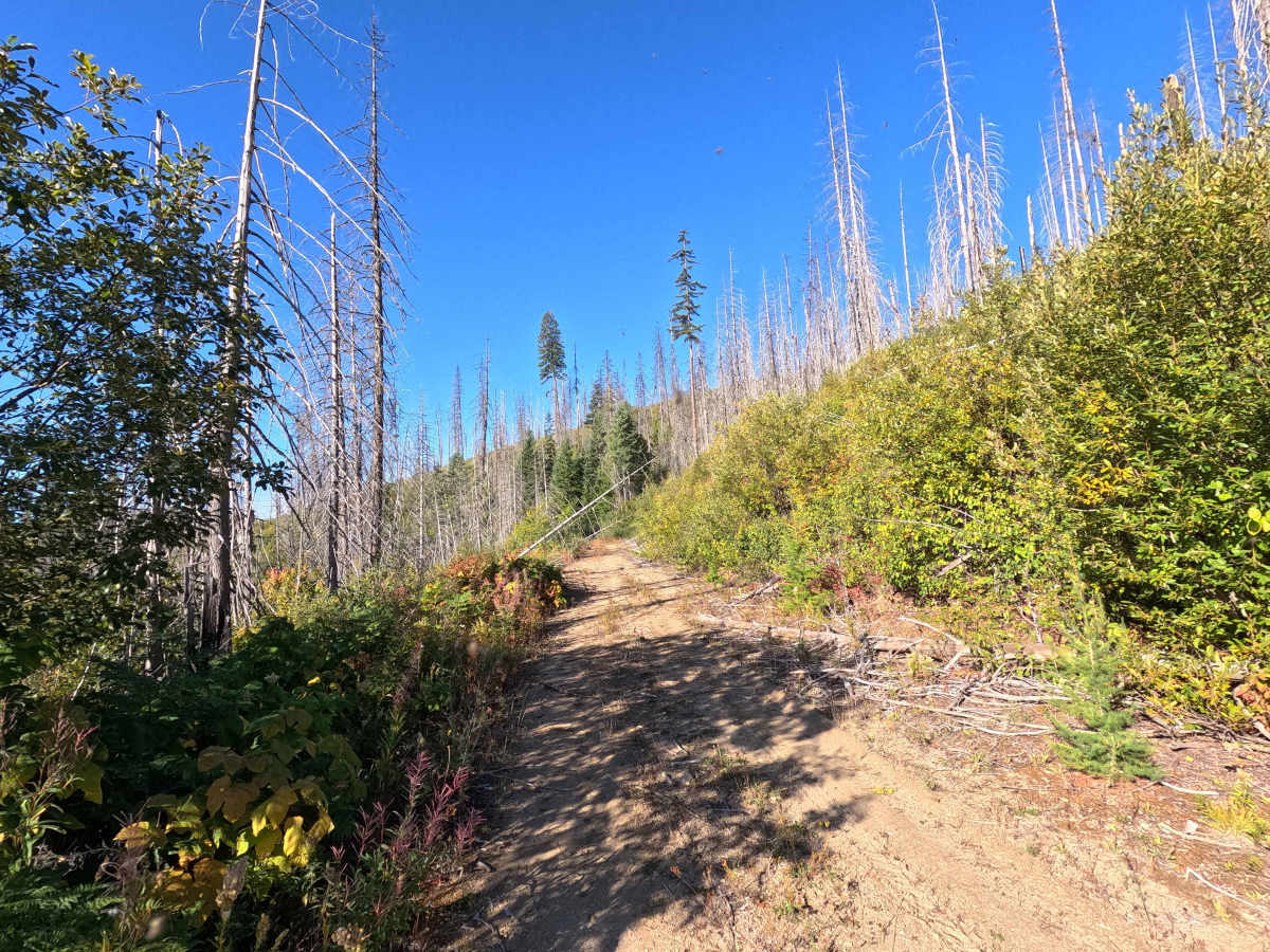 Klahowya Creek L - FS 1075L photo 4