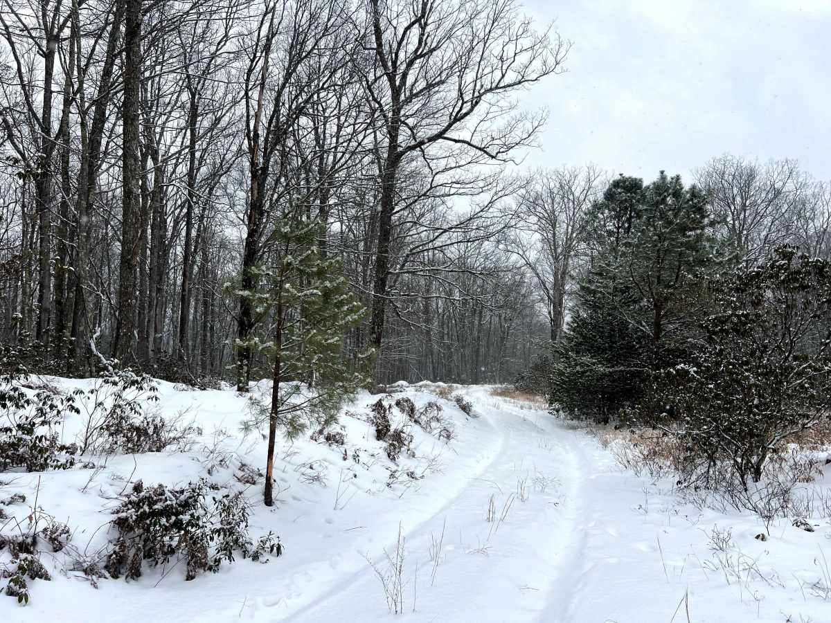 Tin Shanty Spur Trail photo 3
