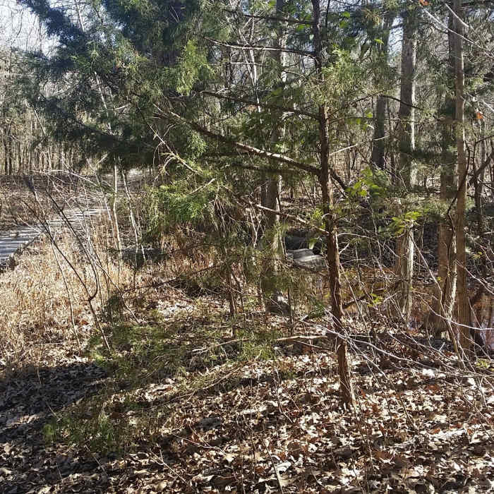 Stepping stones help you navigate the trail when wet. Near Spring Creek Forest Preserve