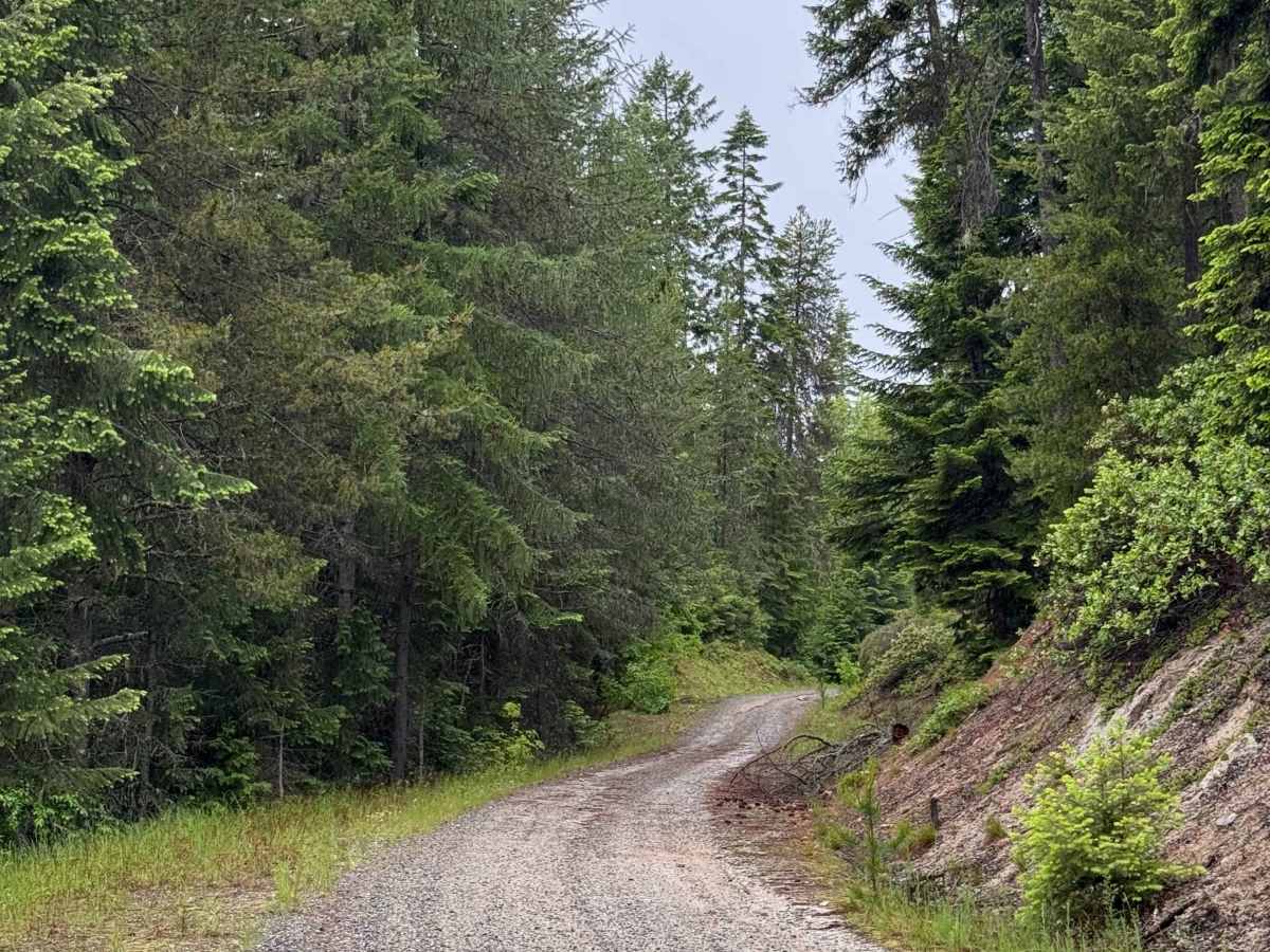 Lamb Creek Road - FS 310 photo 6
