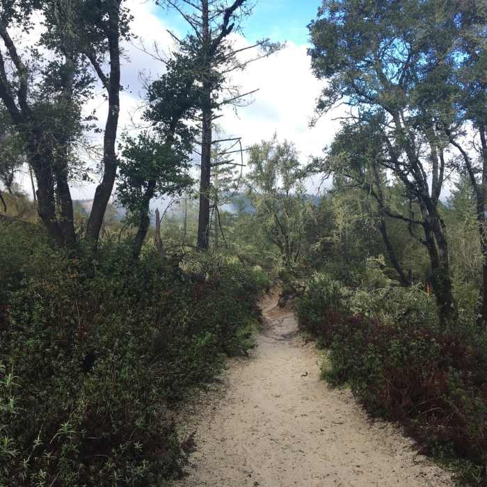 Near Pine Trail