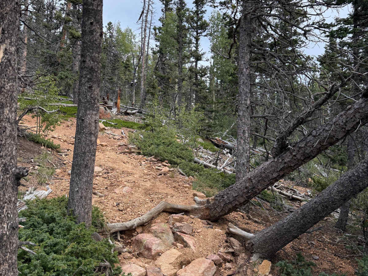 Nelsons Trail photo 2