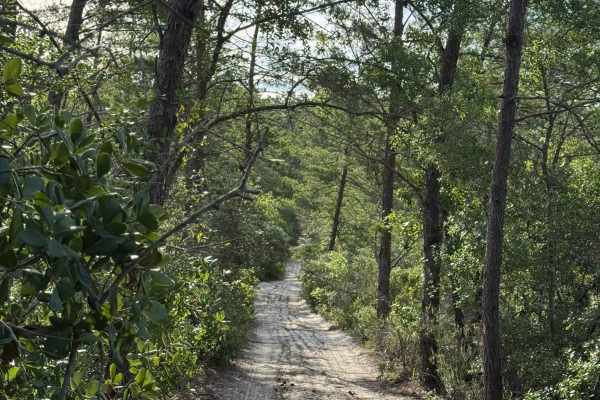 Pine Arch Trail