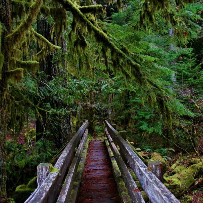 Crossing the bridge at the Shady Lane Trail in Olympic National Park Near Staircase Rapids Nature Trail