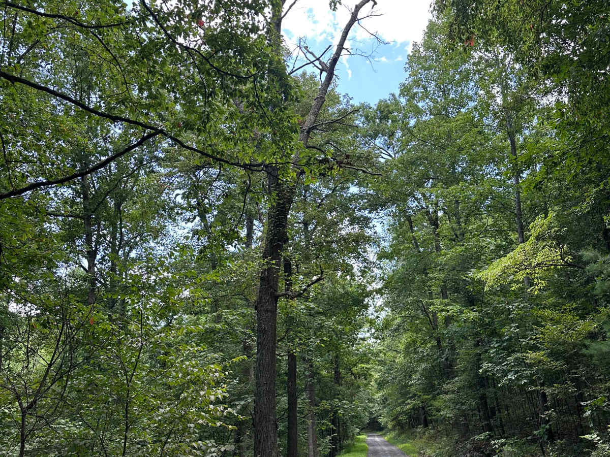 Cold Spring Road trail photo