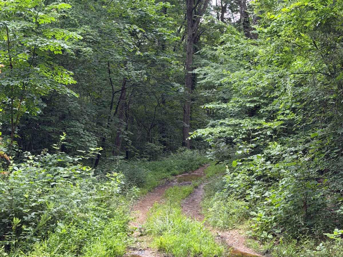 Ozark Beauty Trail photo 5