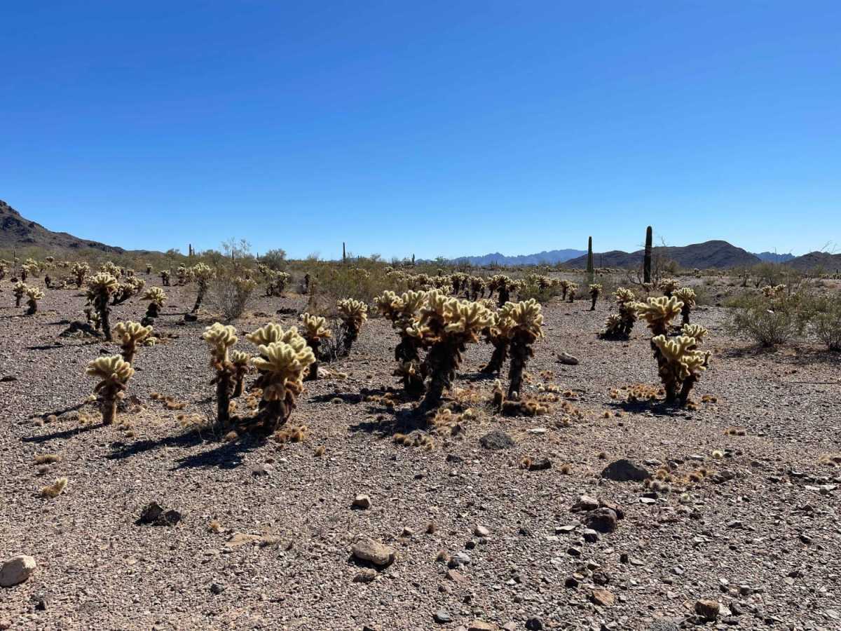 Center Desert Washy Loop photo 6