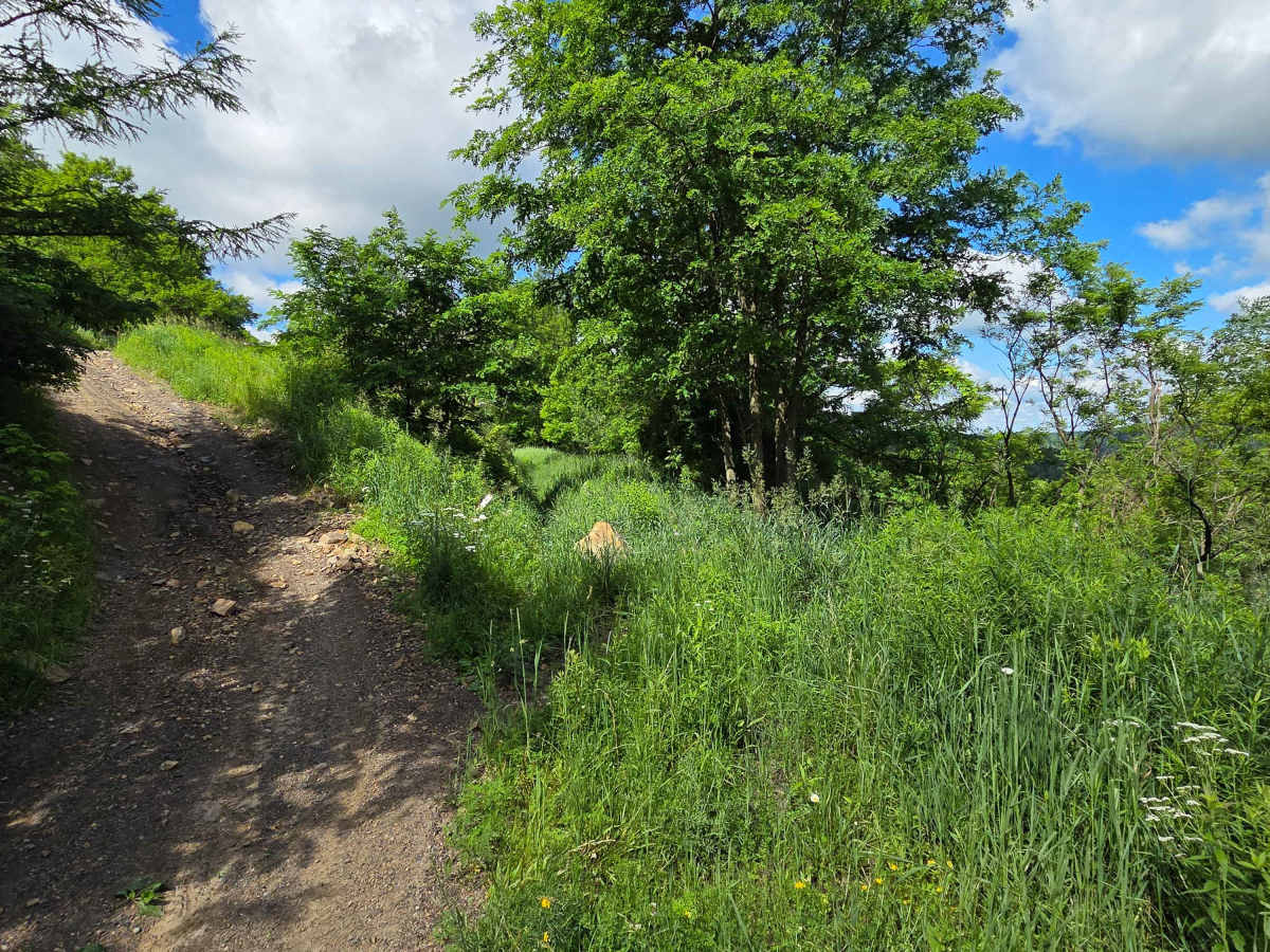 Single Track G photo 2