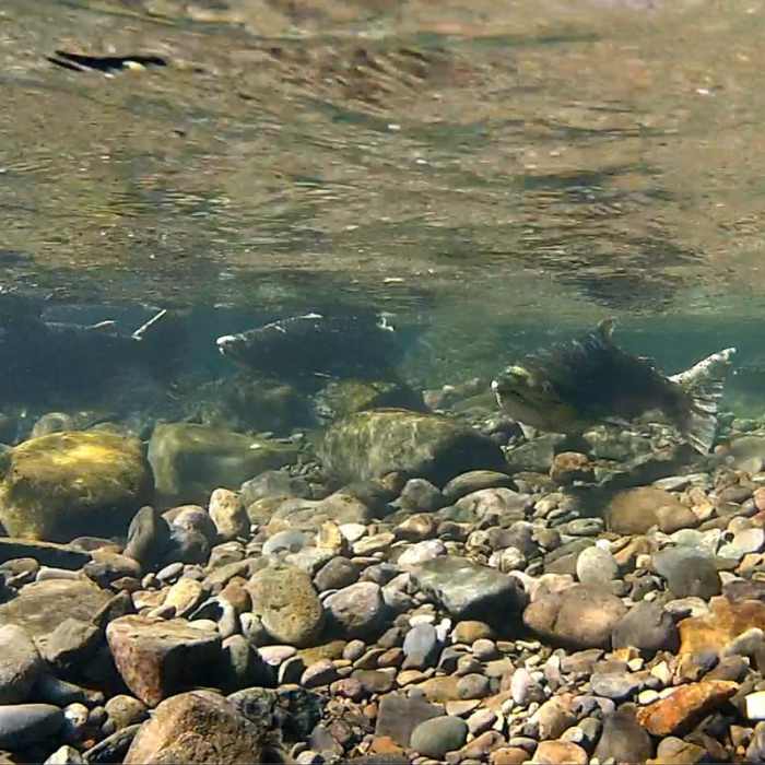 Near Salmon River, West Canyon Trail