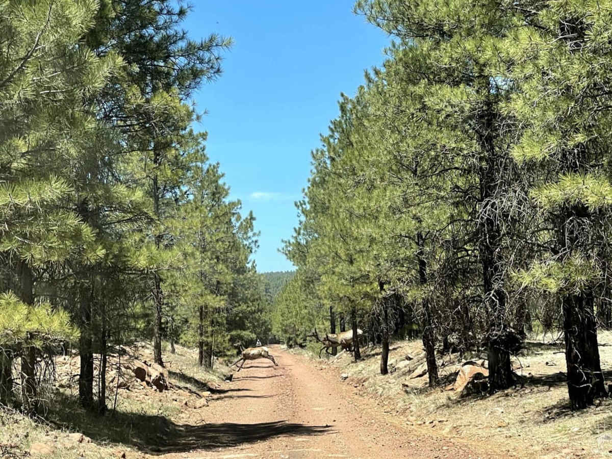 Sheep Springs Road photo 6