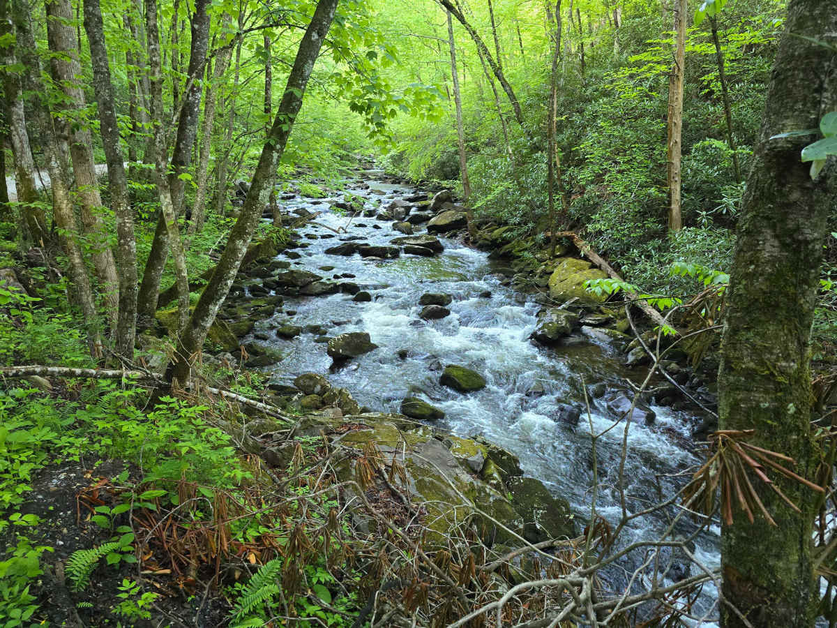 Snowbird Road trail photo