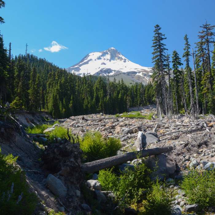 Near Newton Creek Trail #646