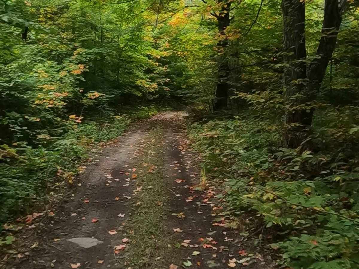 Dollar Lake Truck Trail (ORV Route A) photo 4