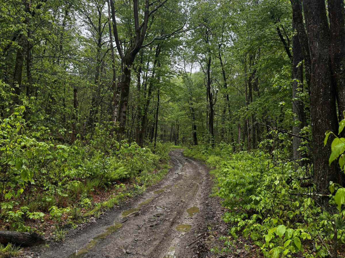 Amos Case Road - North Section photo 4