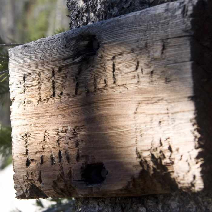 Near Elk Meadow + Elizabeth Lake