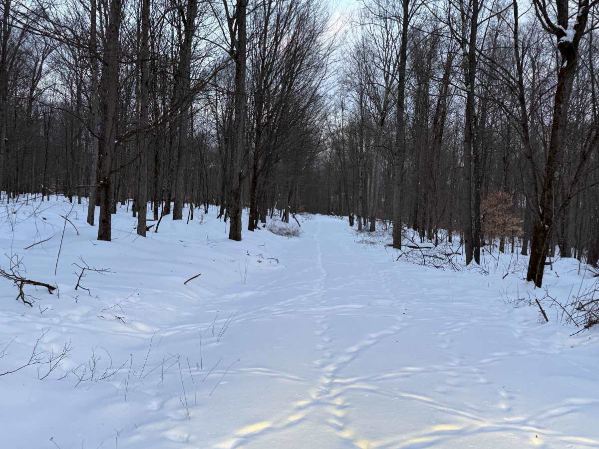 Log Run - FS 591 photo 4