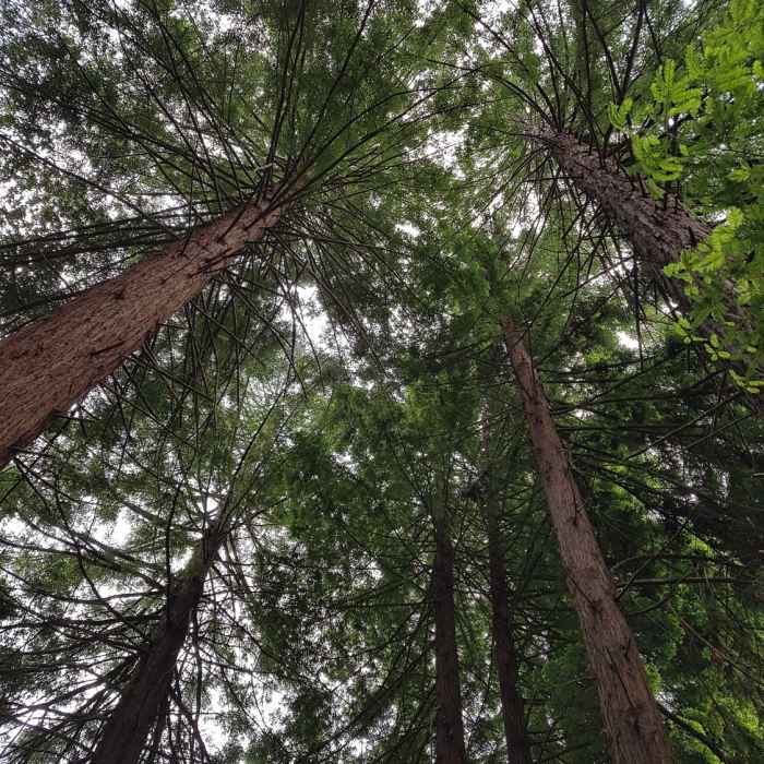 Near Wildcat Gorge Trail