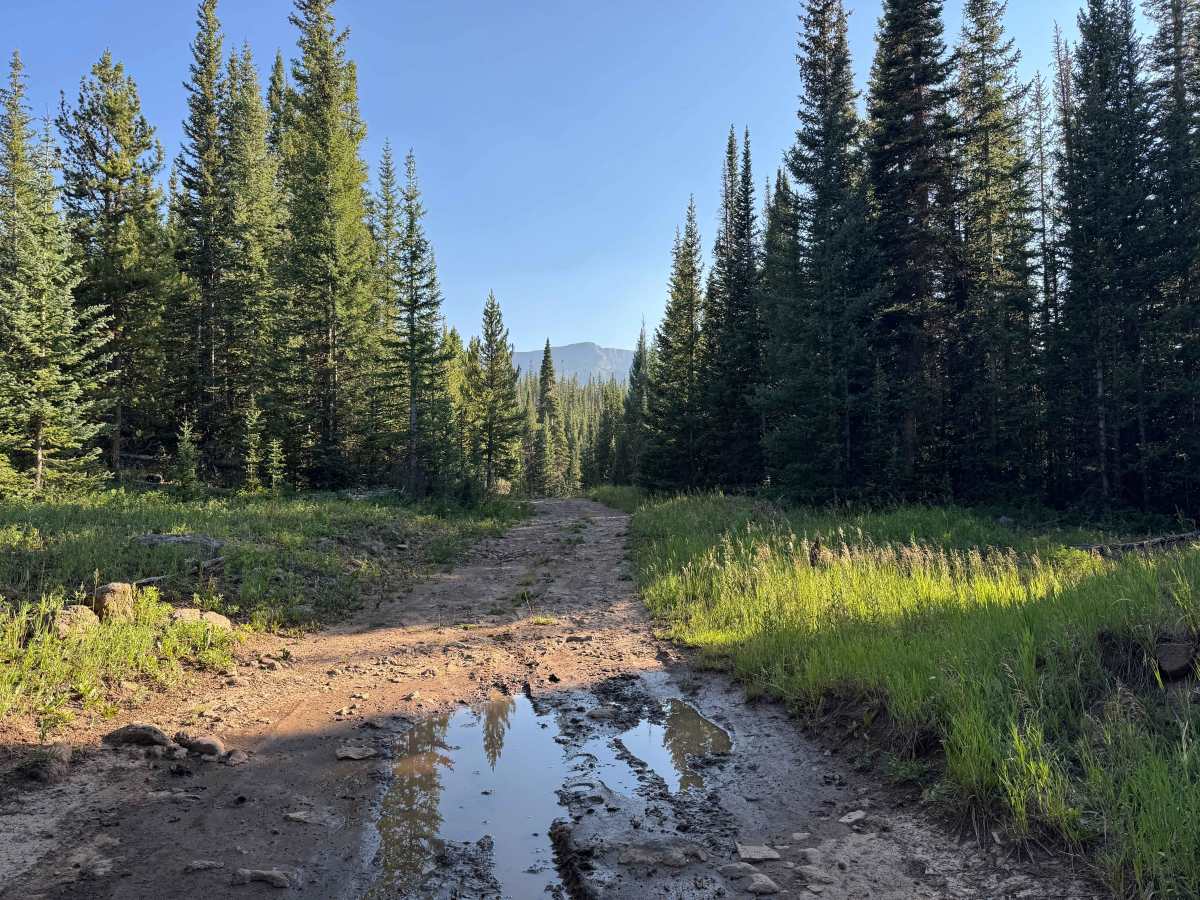 Dome Creek Road - FS 911 photo 5