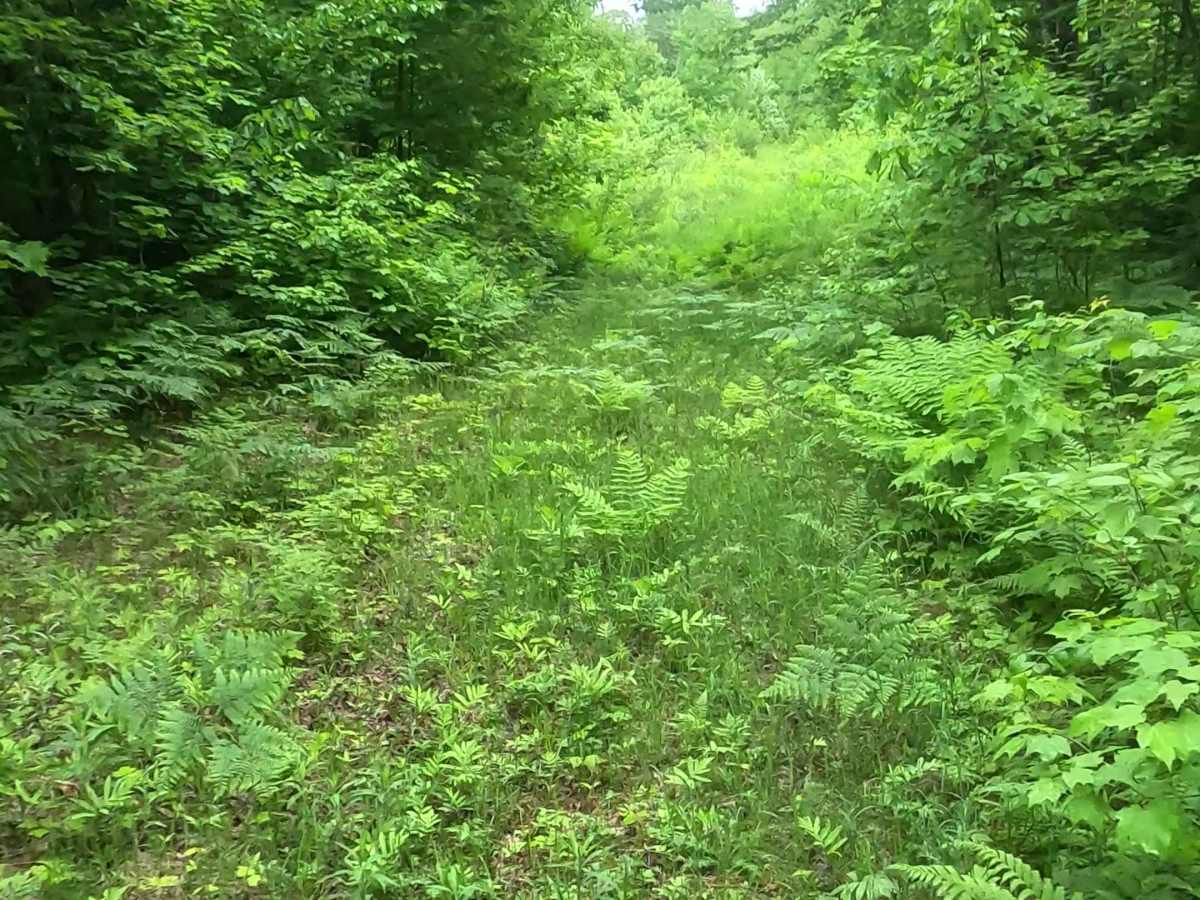 Barnhardt Creek Road trail photo