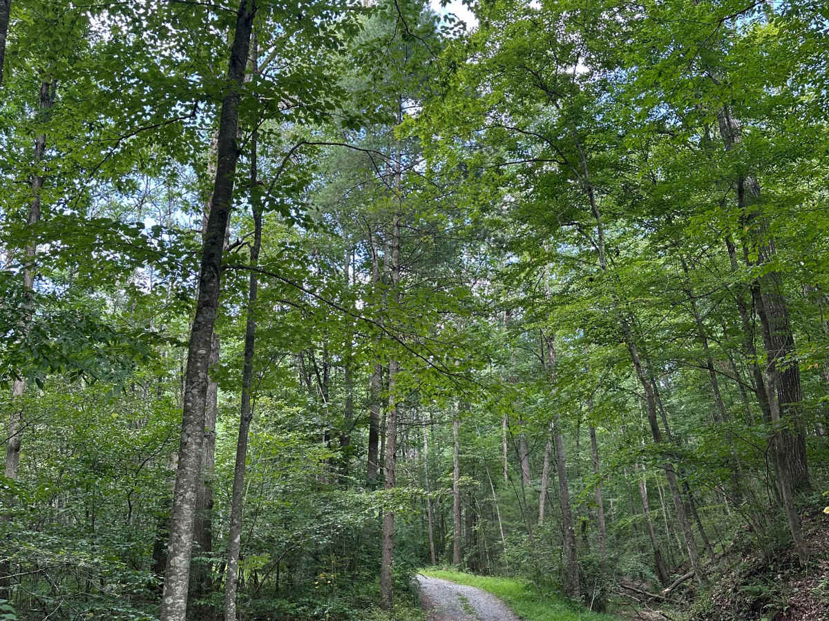 Hog Pen Run - FS 1279 trail photo