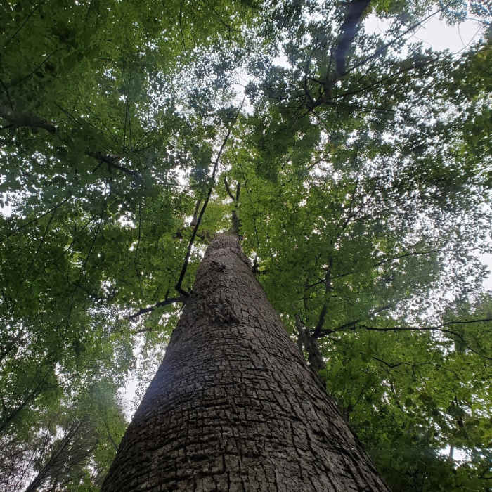 Near Pinhoti Run (Bear Creek, Pinhoti, Mountaintown Creek)