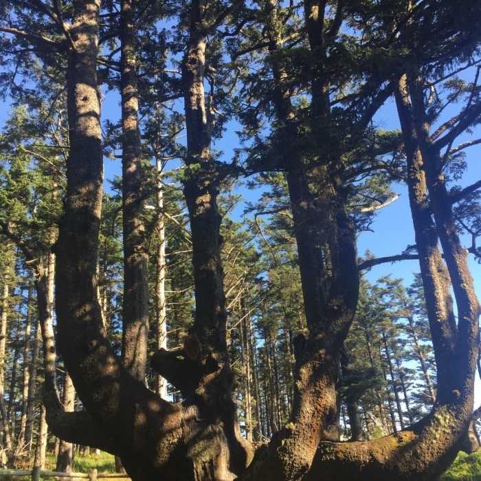 Near Octopus Trail