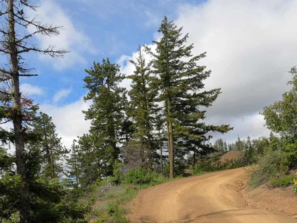 Iron Creek - Blewett Tie - NF9714-113 photo 6