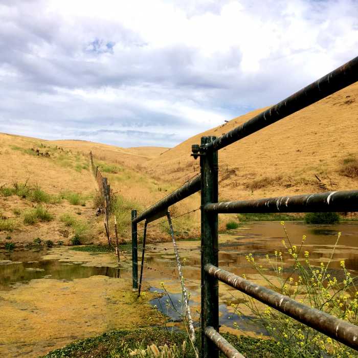 Fenceline up the Tamcan Near Laughlin Ranch Loop