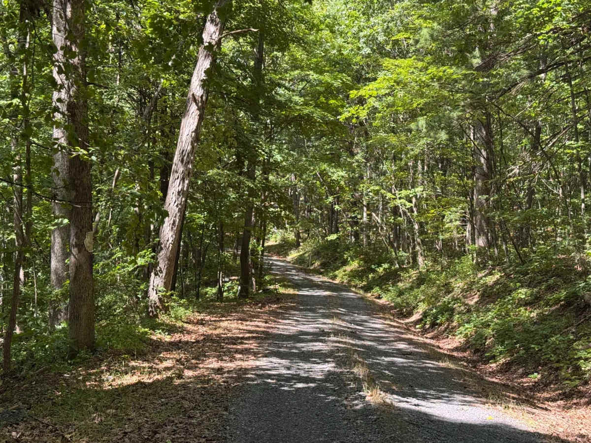 Moss Road - T-318 photo 3