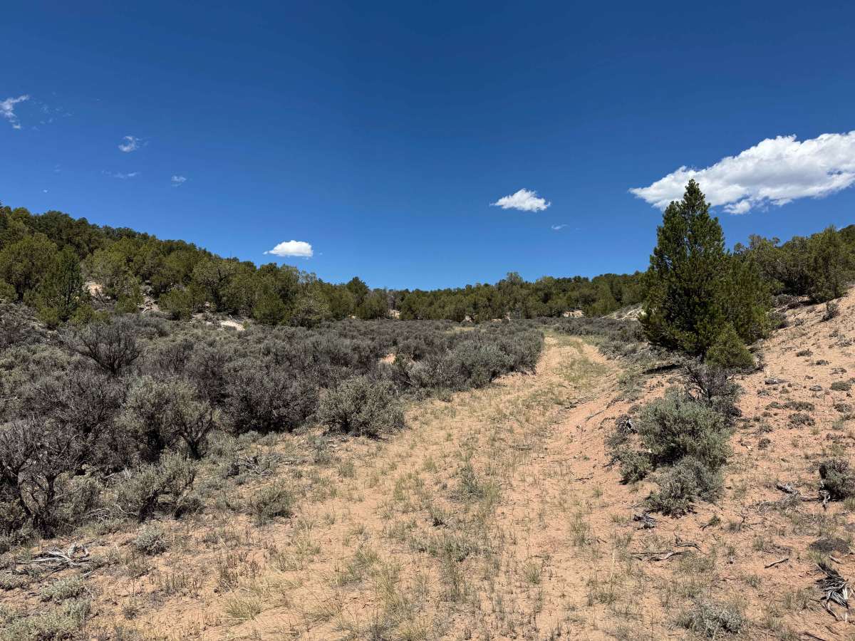 BLM 8463D photo 4