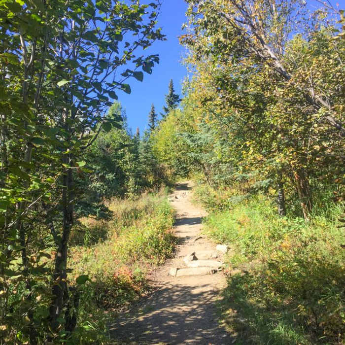 Near Denali National Park Visitor Center to Bison Gulch Hike Near Denali National Park Visitor Center to Bison Gulch Hike