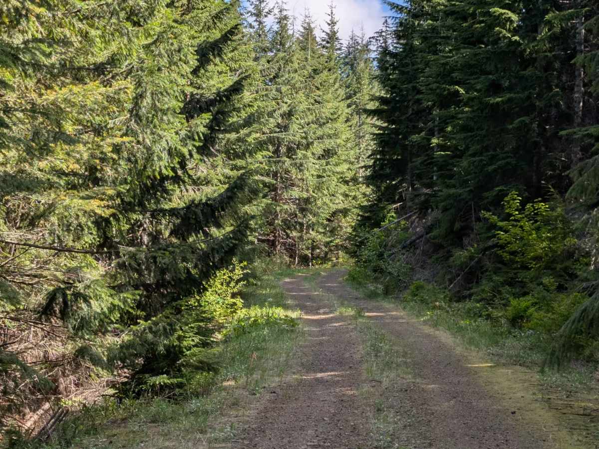 Mine Creek trail photo