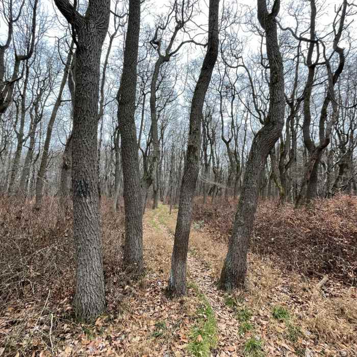 Near Appalachian Trail: Wind Gap to Fox Gap Near Appalachian Trail: Wind Gap to Fox Gap