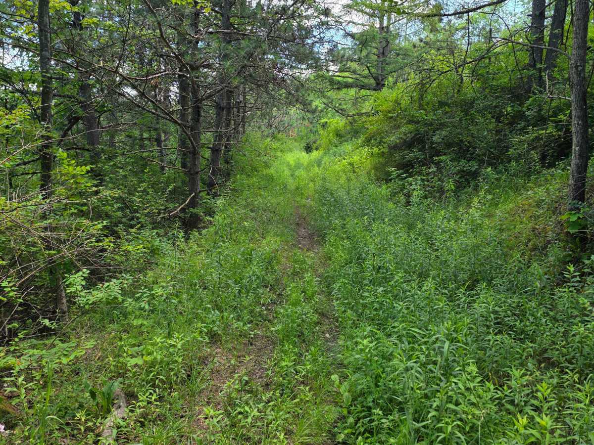Single Track AB photo 5