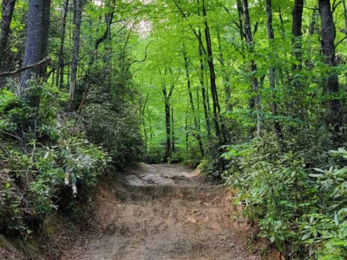 Gold Mine Road (Willis Knob) photo 6