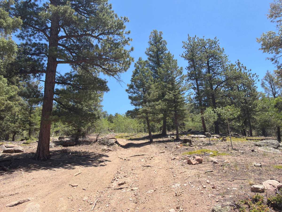 Genuine Road - FS 244D trail photo