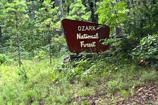 Foresty Road