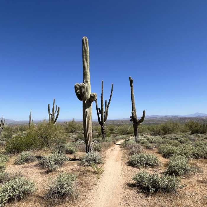 Near Wild Horse - Stinger Loop Near Wild Horse - Stinger Loop