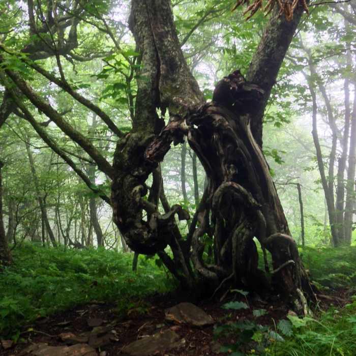 Forest Dance. Near Craggy Gardens Trail