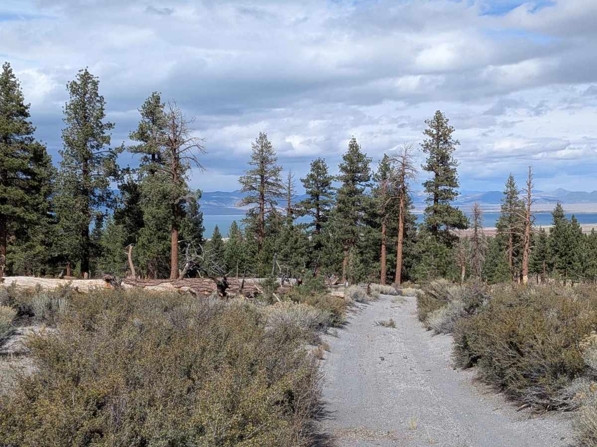Mono Craters East - FS 1N24 trail photo