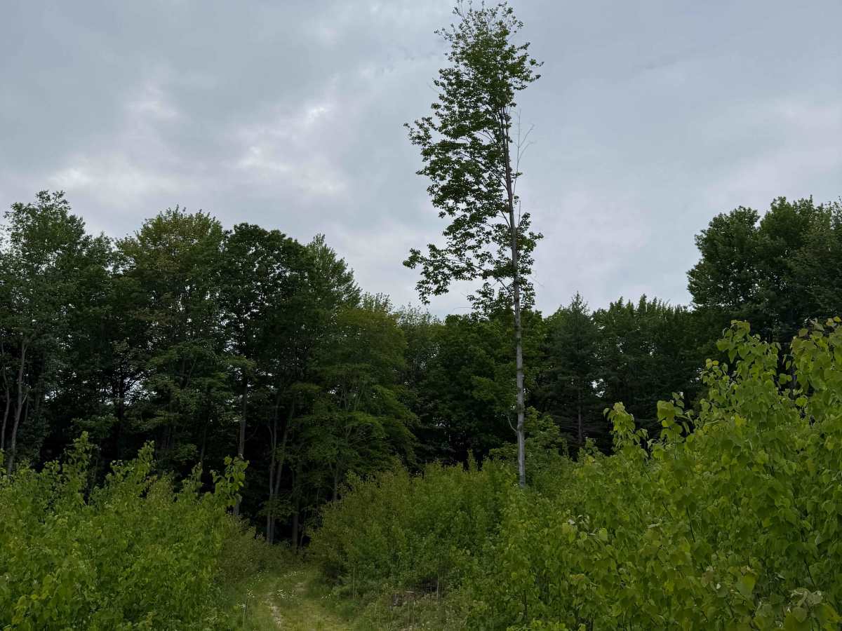 Lackey Trail South photo 5
