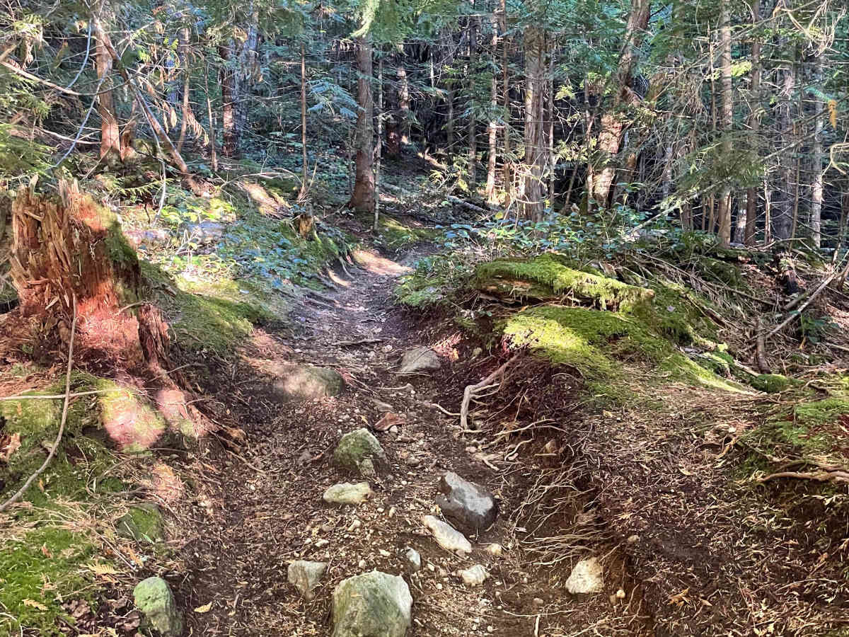 Deep Woods - Skidder Connector trail photo