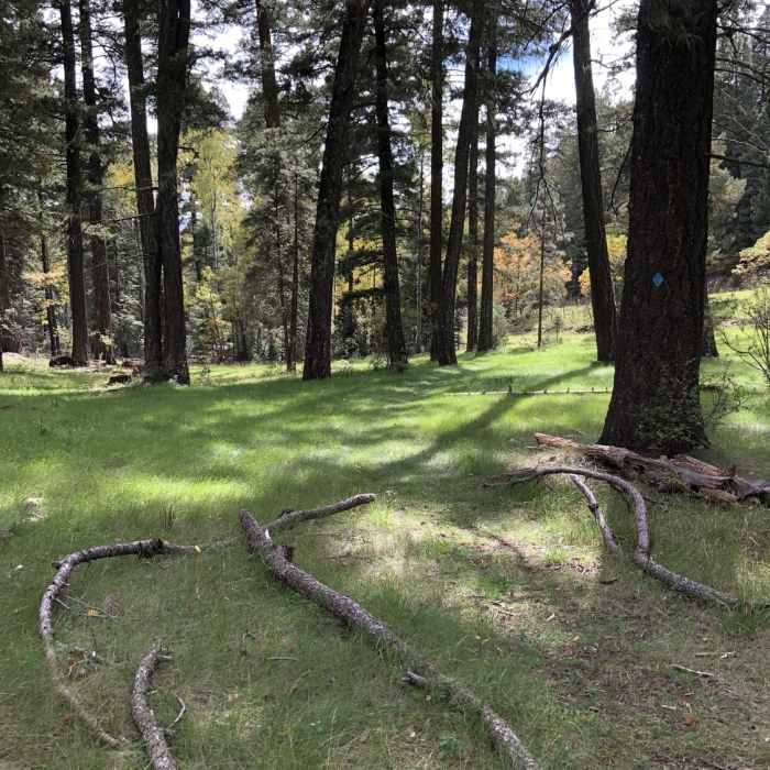 Near Fir Trail T122