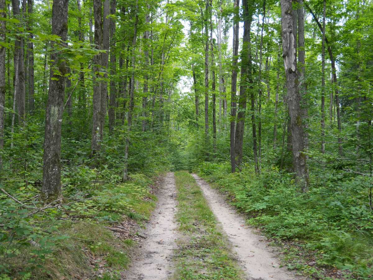 Hemlock Lake Trail photo 5