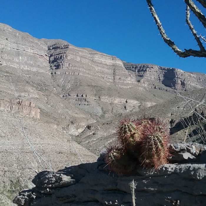 Near Dog Canyon Trail (T106)