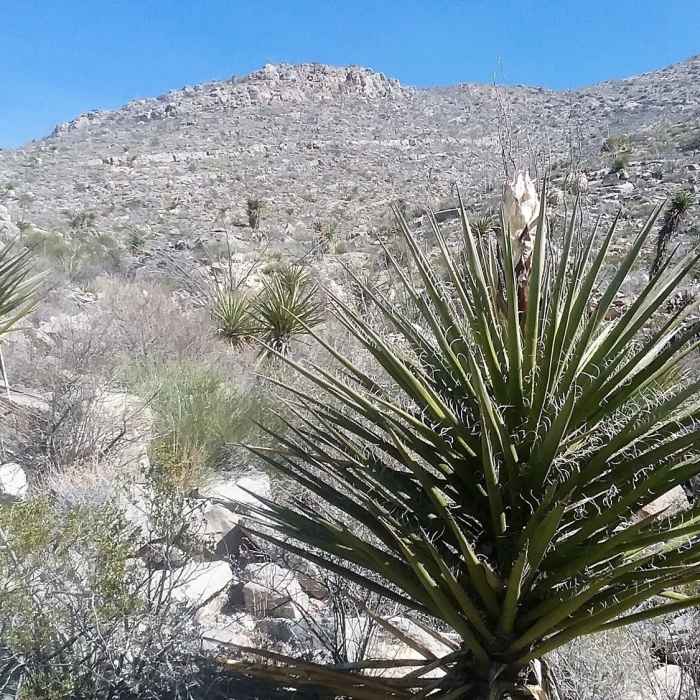 Near Thunderbird