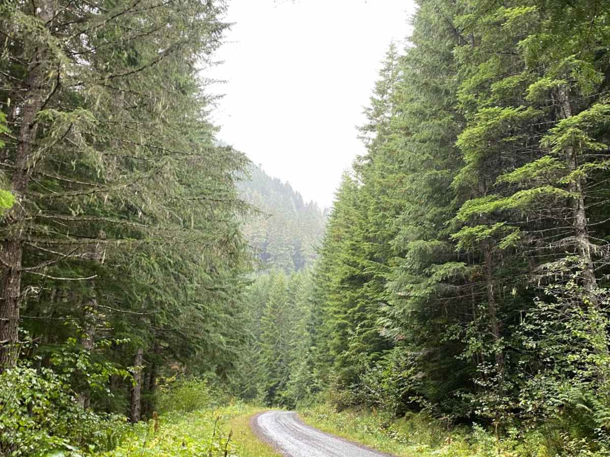 Olympic National Forest, Quilcene Range photo 5