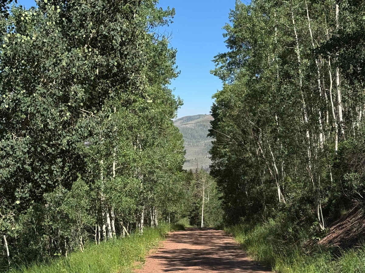 Upper Gypsum Creek Road - FS 101 photo 5