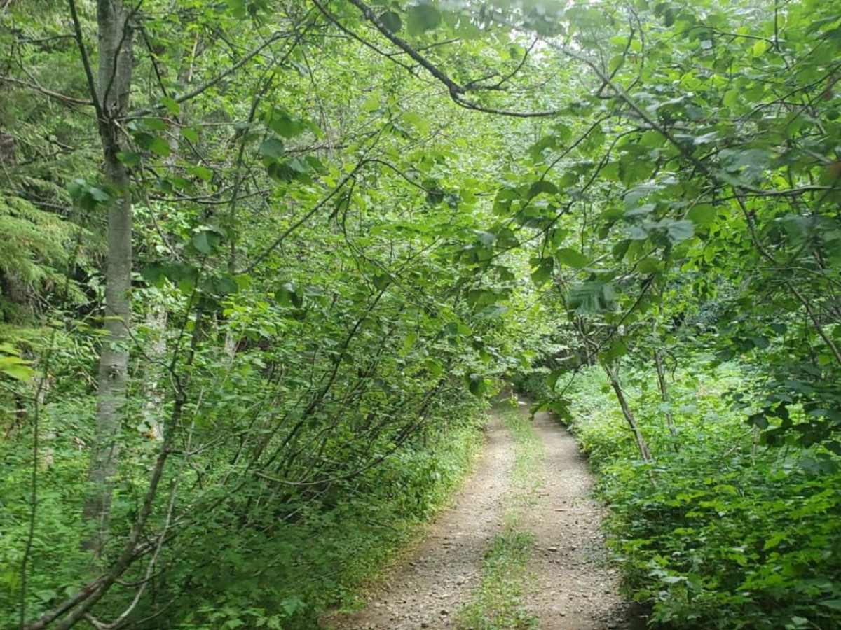 Deep Forest Trail photo 5