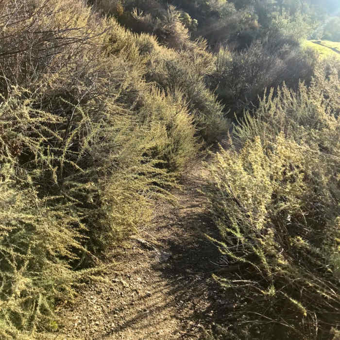 Near Rose Peak via McCorkle Trail + Ohlone Wilderness Trail